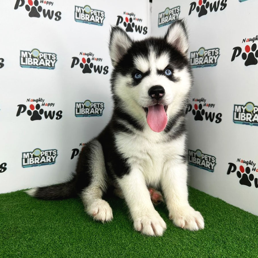 Wooly Husky Puppy (Male) For Sale