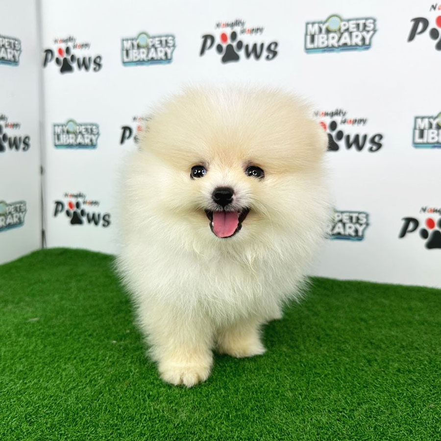 Pomeranian Puppy (Male) For Sale