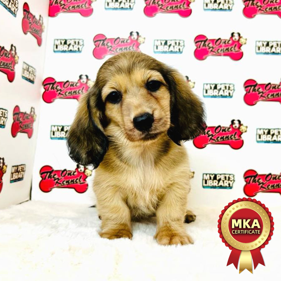 MKA Longcoat Miniature Dachshund Puppy (Female) For Sale