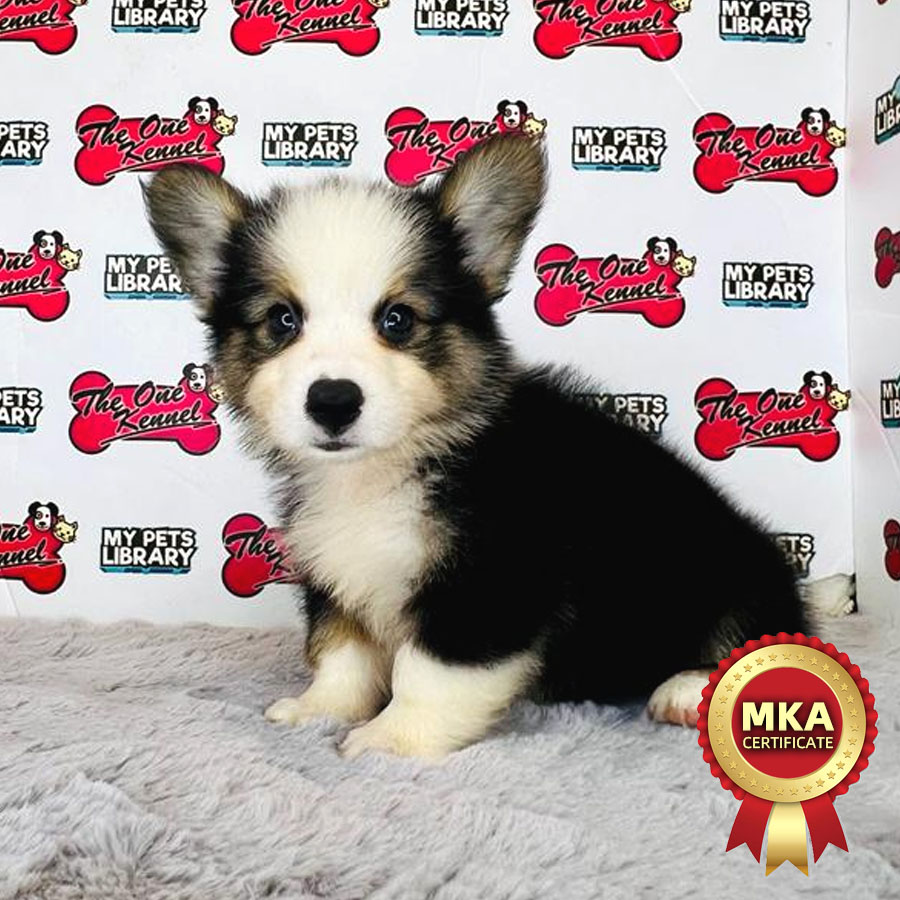 MKA Welsh Corgi Puppy (Male) For Sale