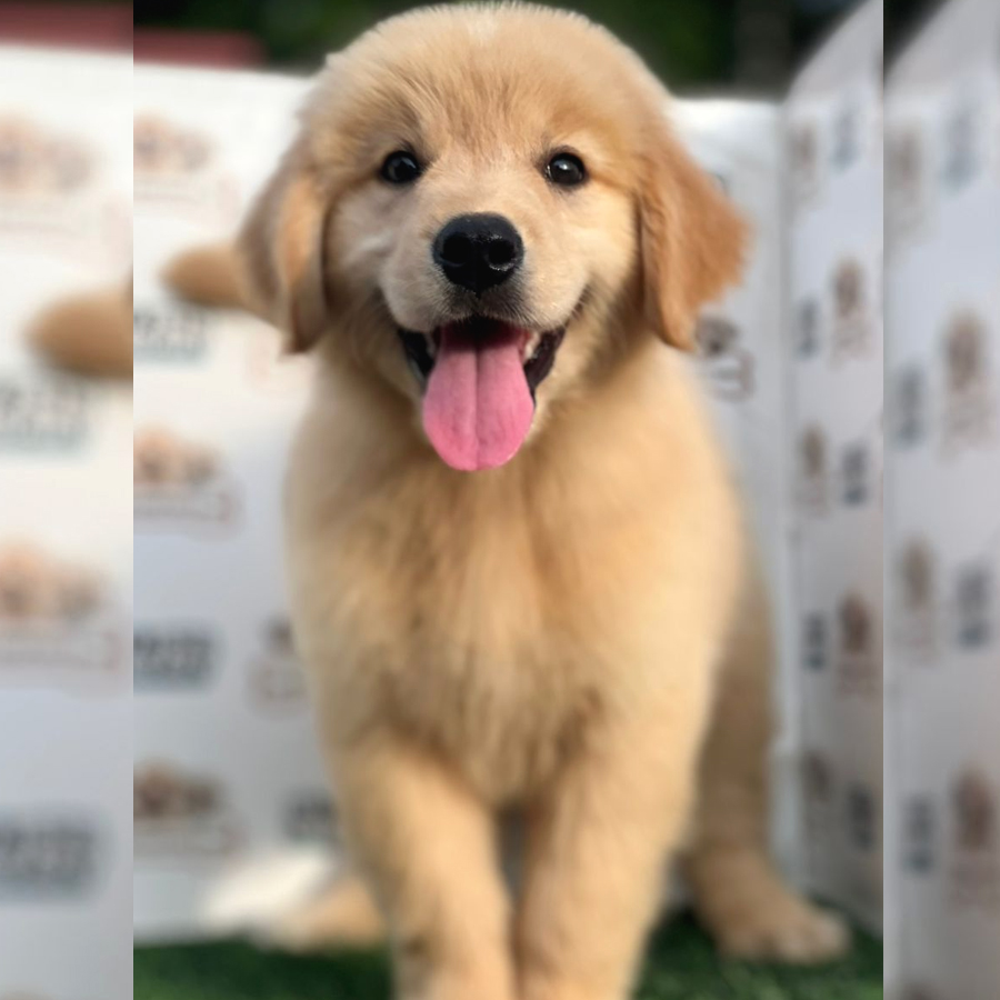 Golden Retriever Puppy (Male) For Sale