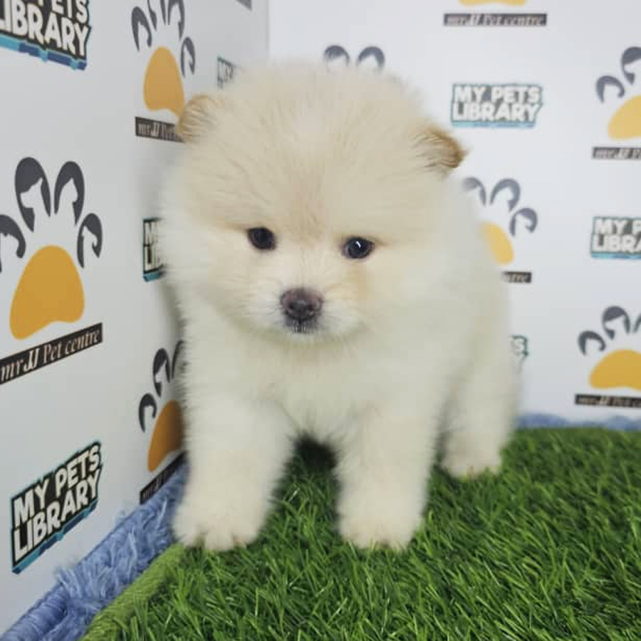 Tiny Pomeranian Puppy (Male) For Sale