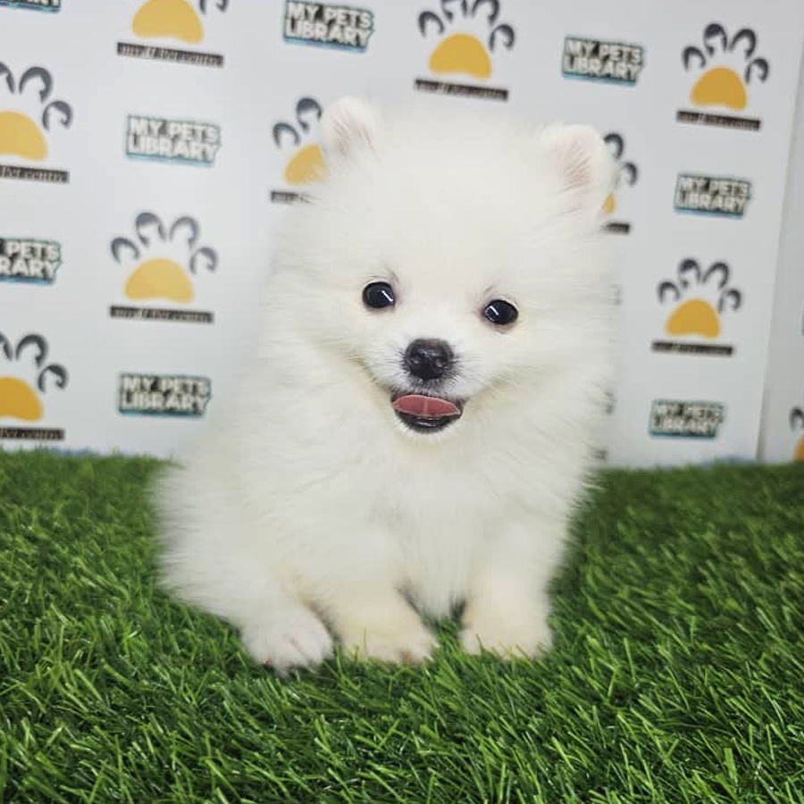 Teacup Pomeranian Puppy (Male) For Sale