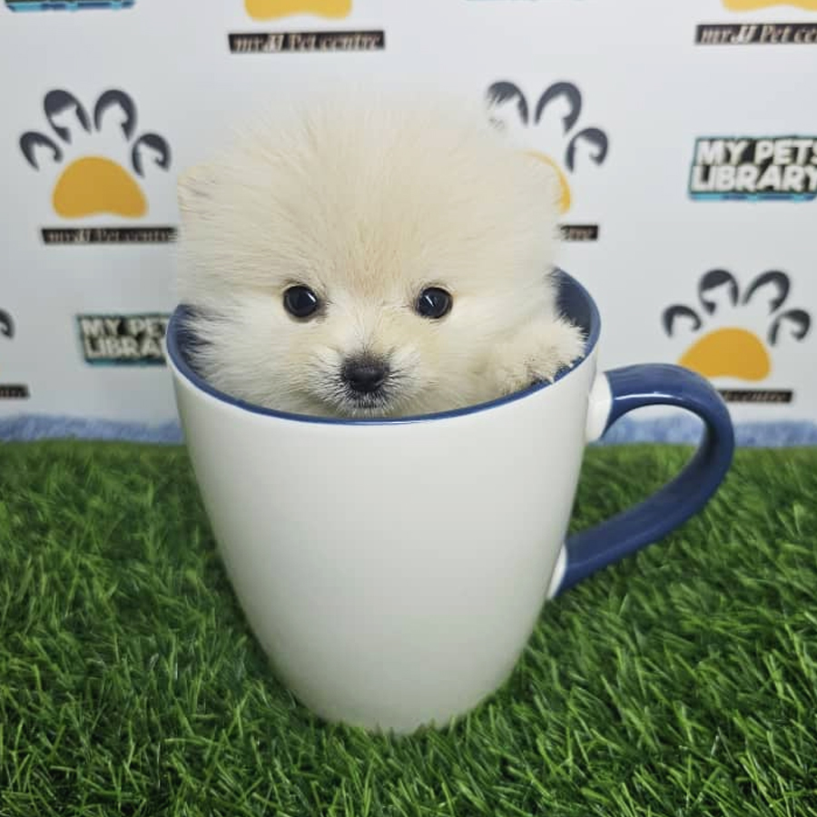 Teacup Pomeranian Puppy (Male) For Sale
