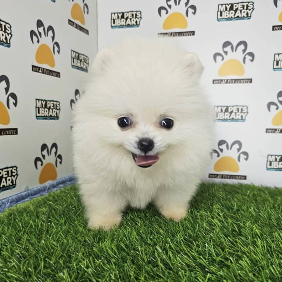 Tiny Pomeranian Puppy (Male) For Sale
