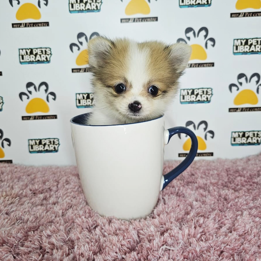 Pomchi Puppy (Female) For Sale