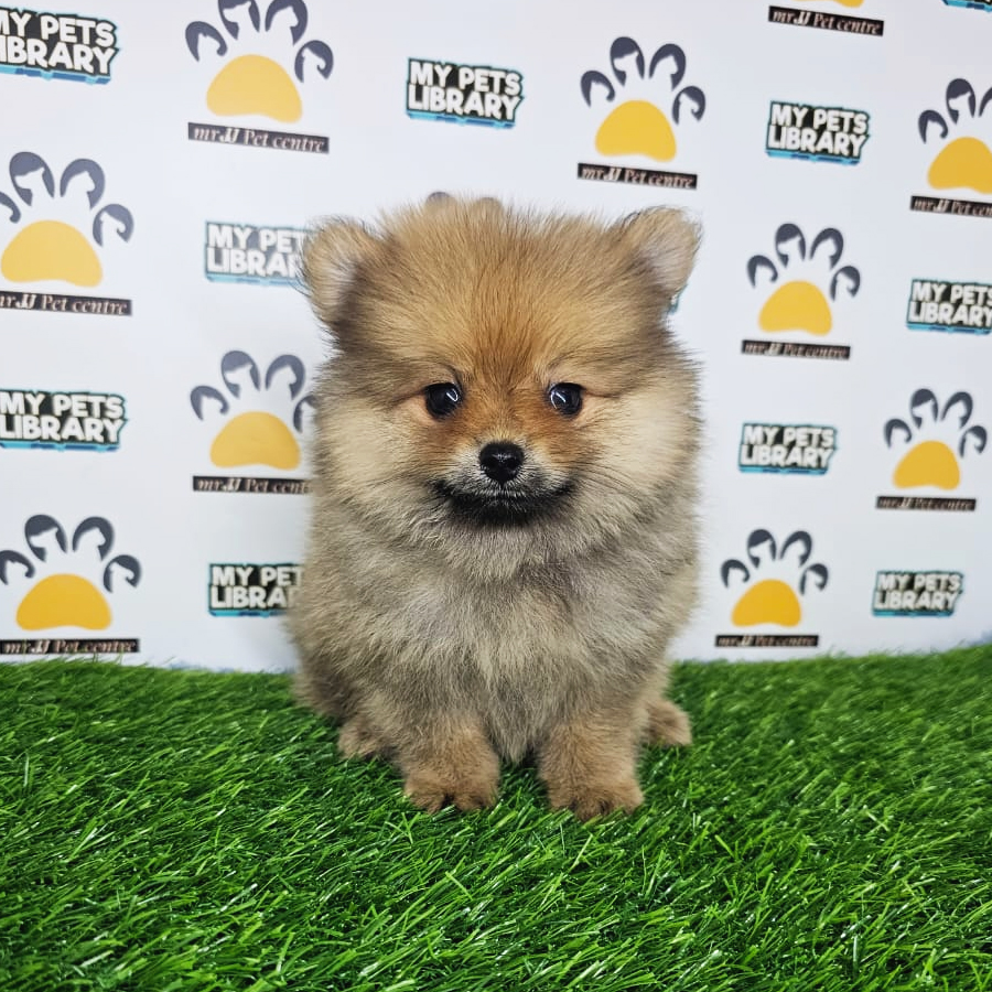 Tiny Pomeranian Puppy (Male) For Sale