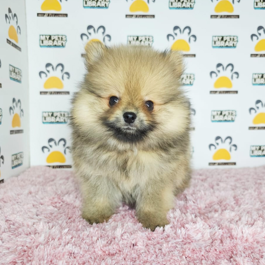 Tiny Pomeranian Puppy (Female) For Sale