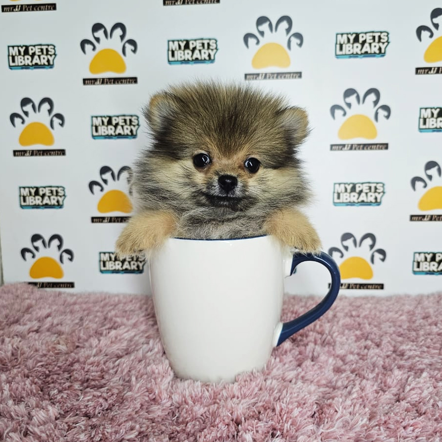 Teacup Pomeranian Puppy (Female) For Sale