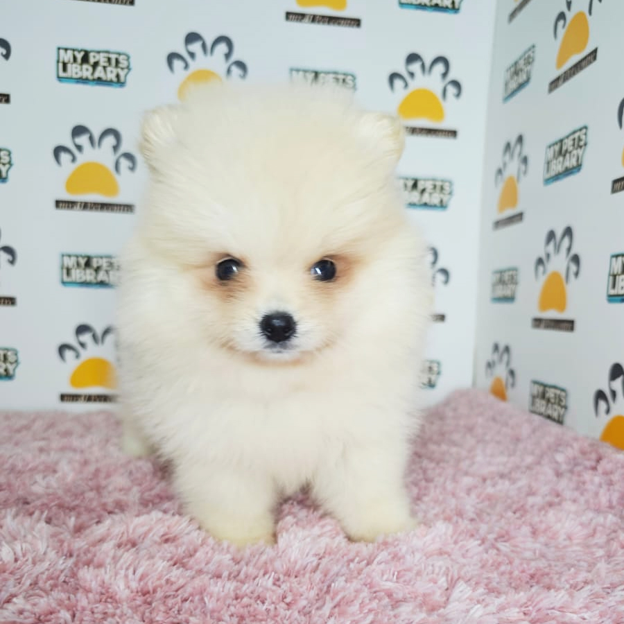 Tiny Pomeranian Puppy (Female) For Sale