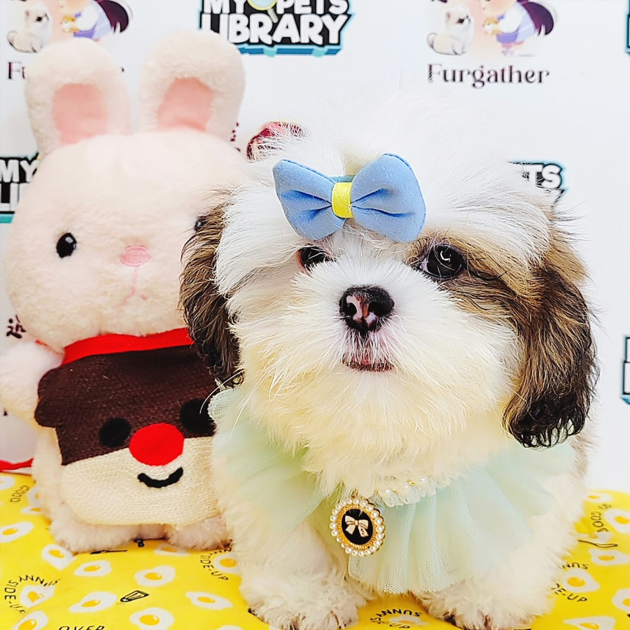 Shih Tzu Puppy (Male) For Sale