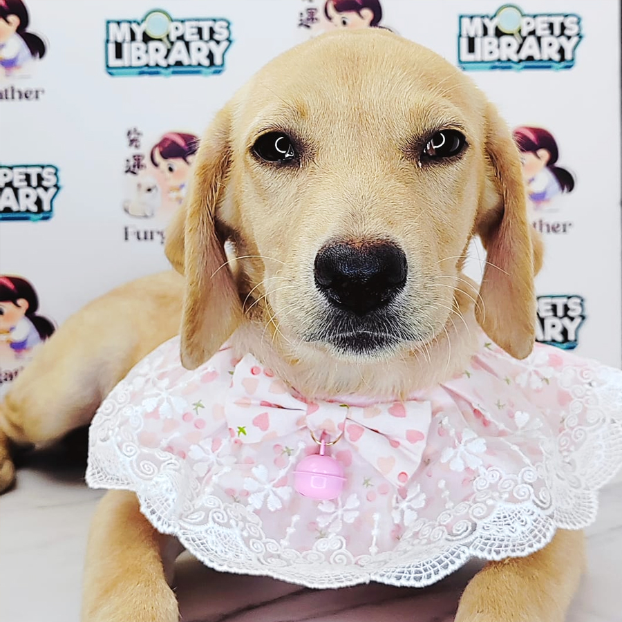 Labrador Puppy (Female) For Sale