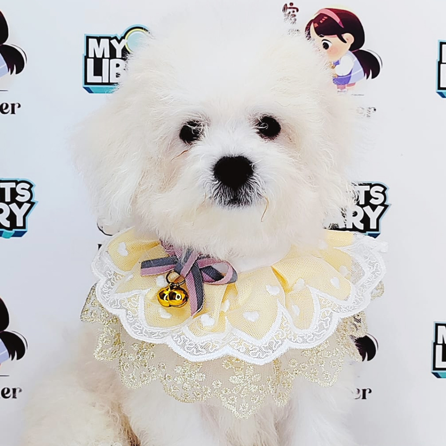 Bichon Frise Puppy (Male) For Sale