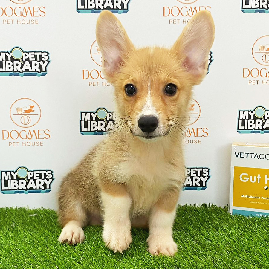 Welsh Corgi Puppy (Male) For Sale