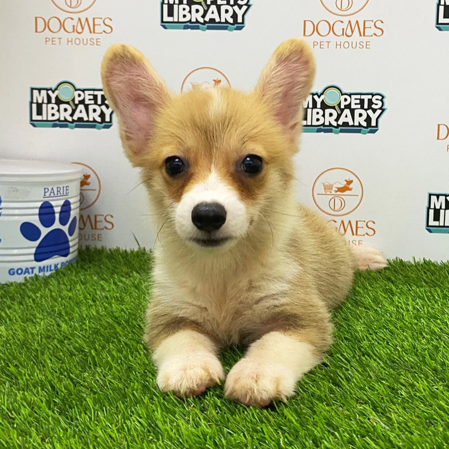 Welsh Corgi Puppy (Female) For Sale