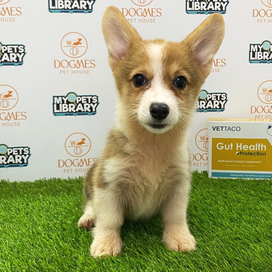 Welsh Corgi Puppy (Female) For Sale