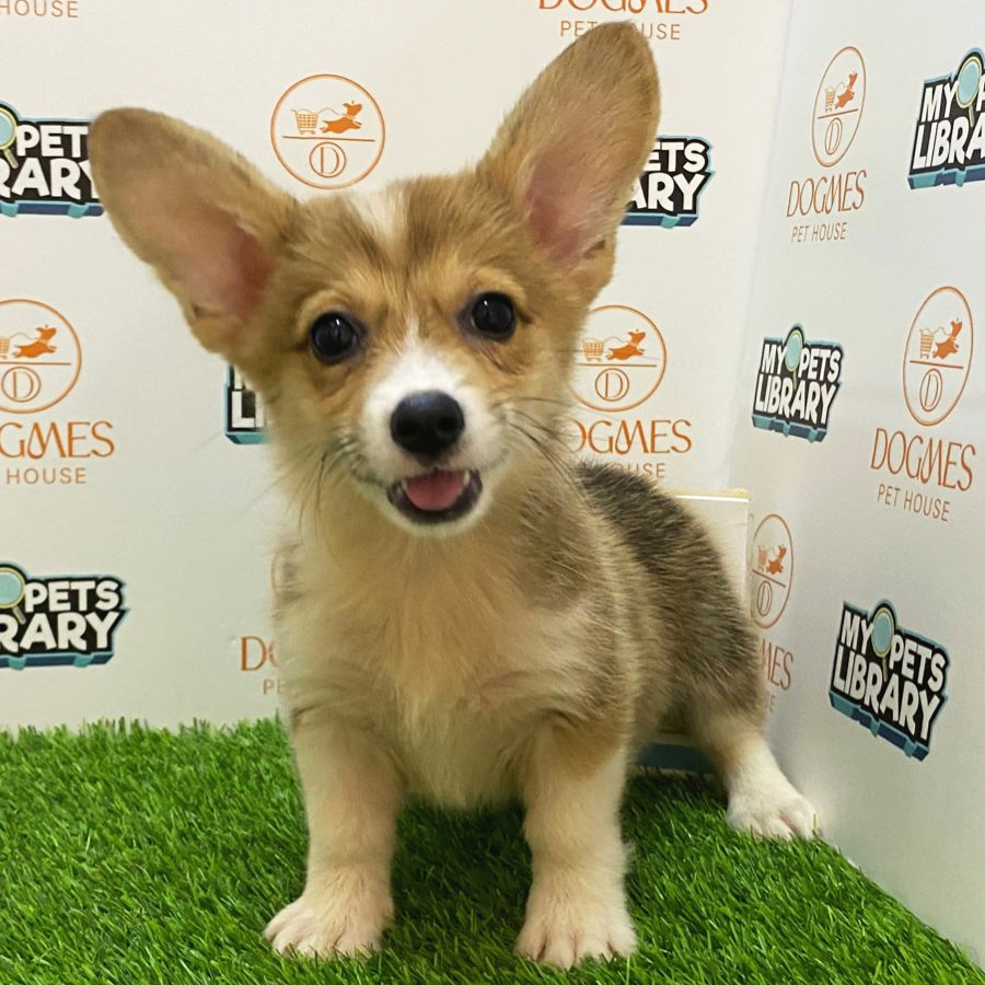 Welsh Corgi Puppy (Female) For Sale