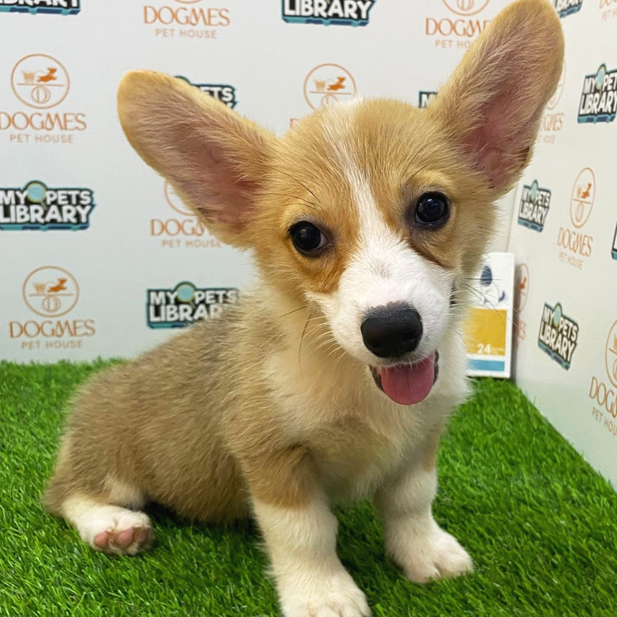 Welsh Corgi Puppy (Female) For Sale