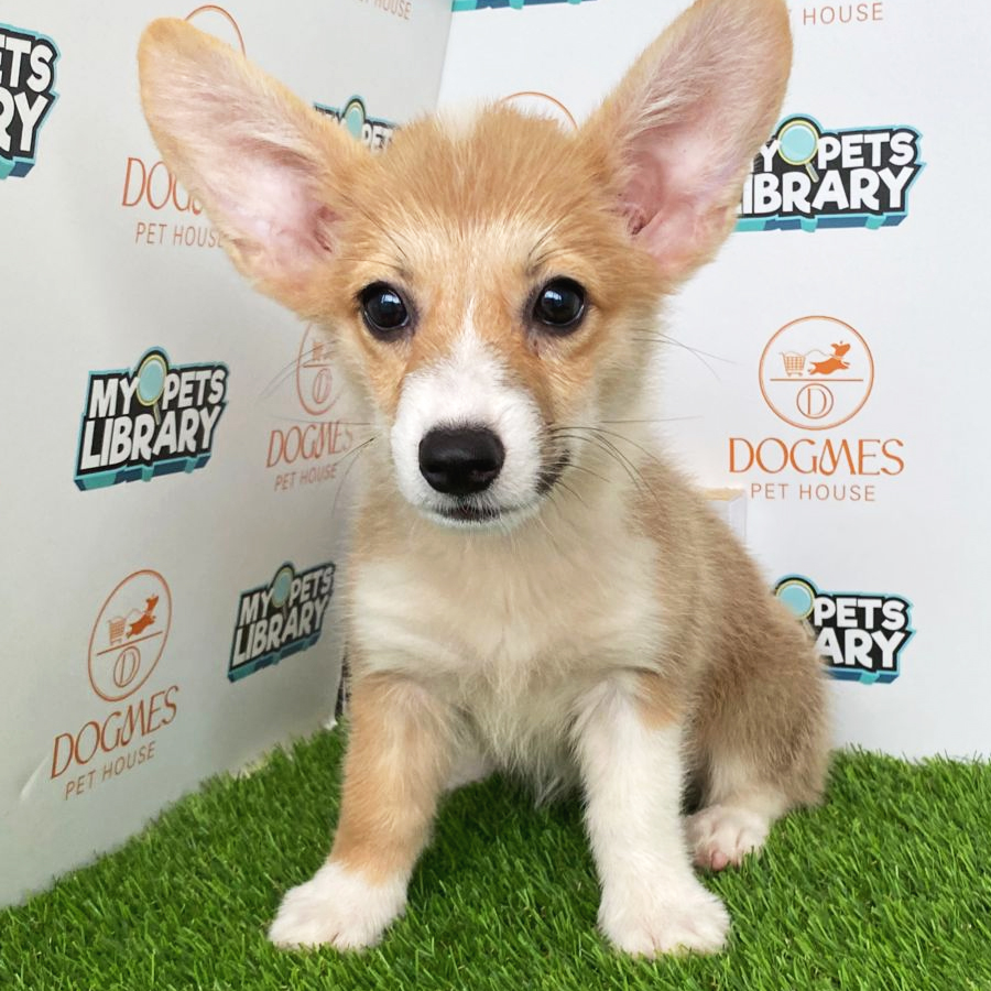Welsh Corgi Puppy (Female) For Sale