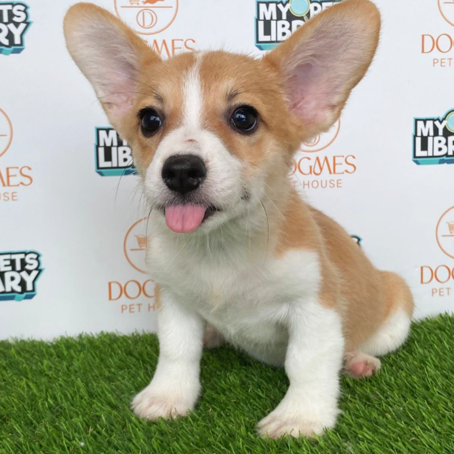 Welsh Corgi Puppy (Female) For Sale