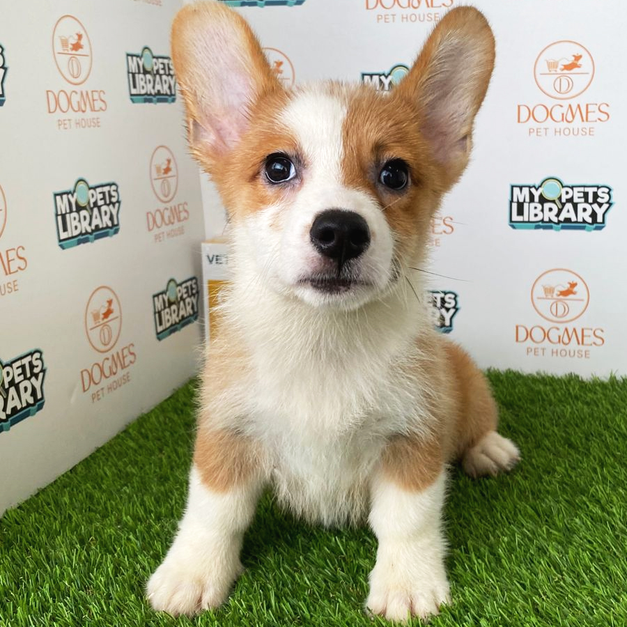 Welsh Corgi Puppy (Male) For Sale