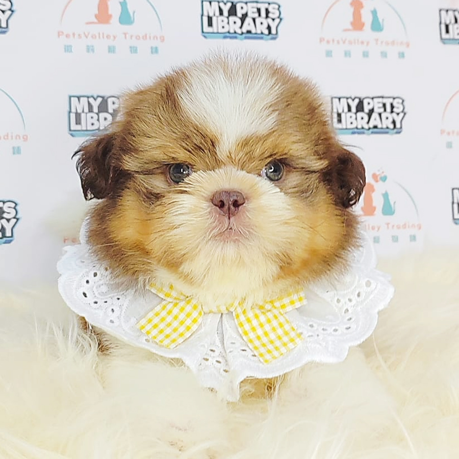 Shih Tzu Puppy (Female) For Sale