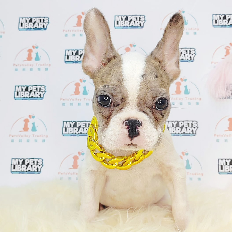 French Bulldog Puppy (Male) For Sale