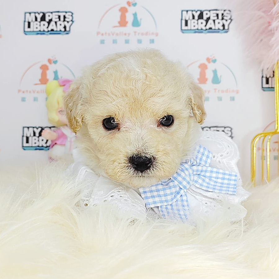 Tiny Poodle Puppy (Male) For Sale