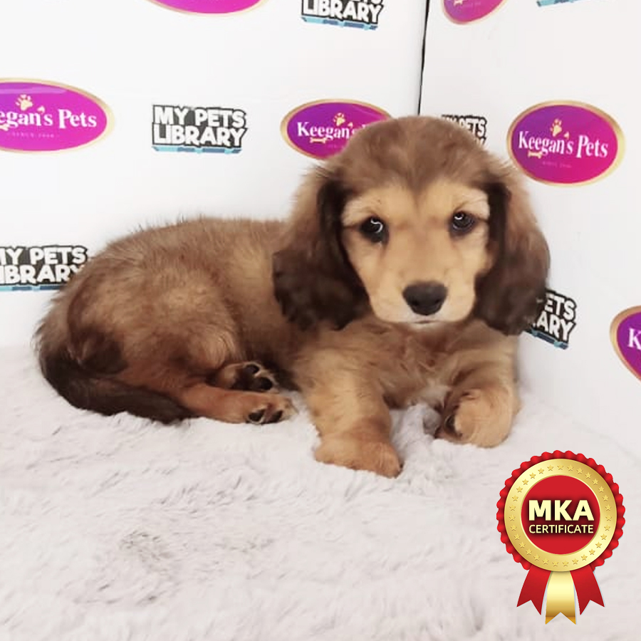 MKA Miniature Dachshund Puppy (Female) For Sale