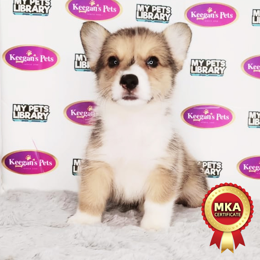 MKA Welsh Corgi Puppy (Male) For Sale