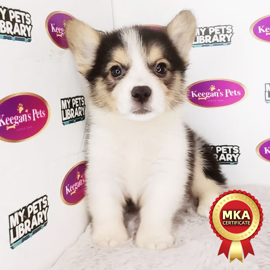 MKA Welsh Corgi Puppy (Male) For Sale