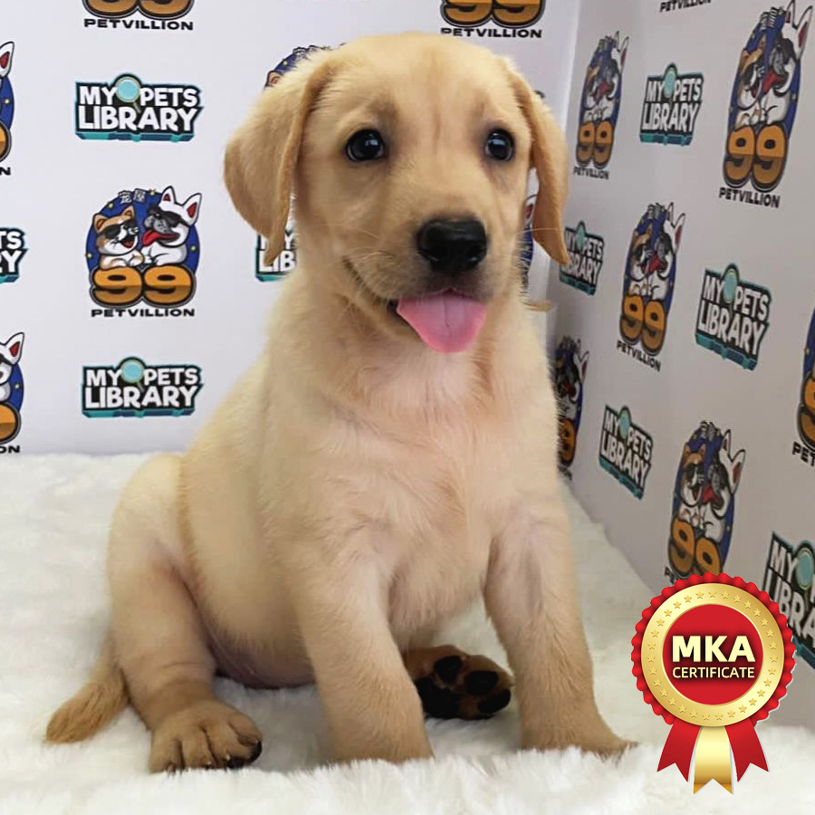 MKA Labrador Retriever Puppy (Female) For Sale