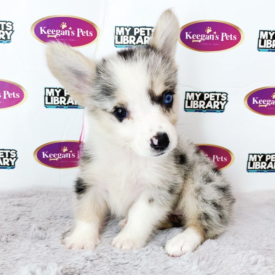 MKA Welsh Corgi Puppy (Female) For Sale