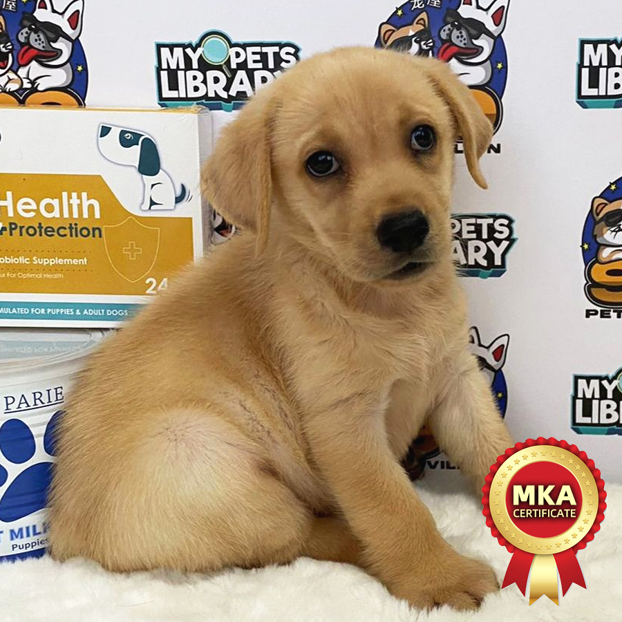 MKA Labrador Puppy (Female) For Sale
