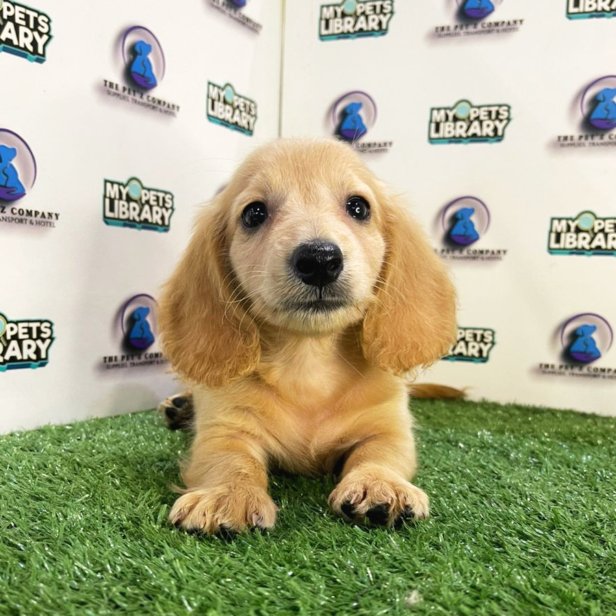 Longcoat Miniature Dachshund Puppy (Male) For Sale