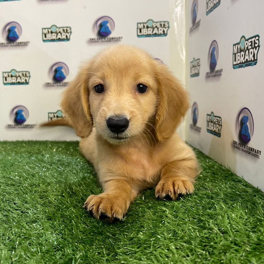 Longcoat Miniature Dachshund Puppy (Female) For Sale