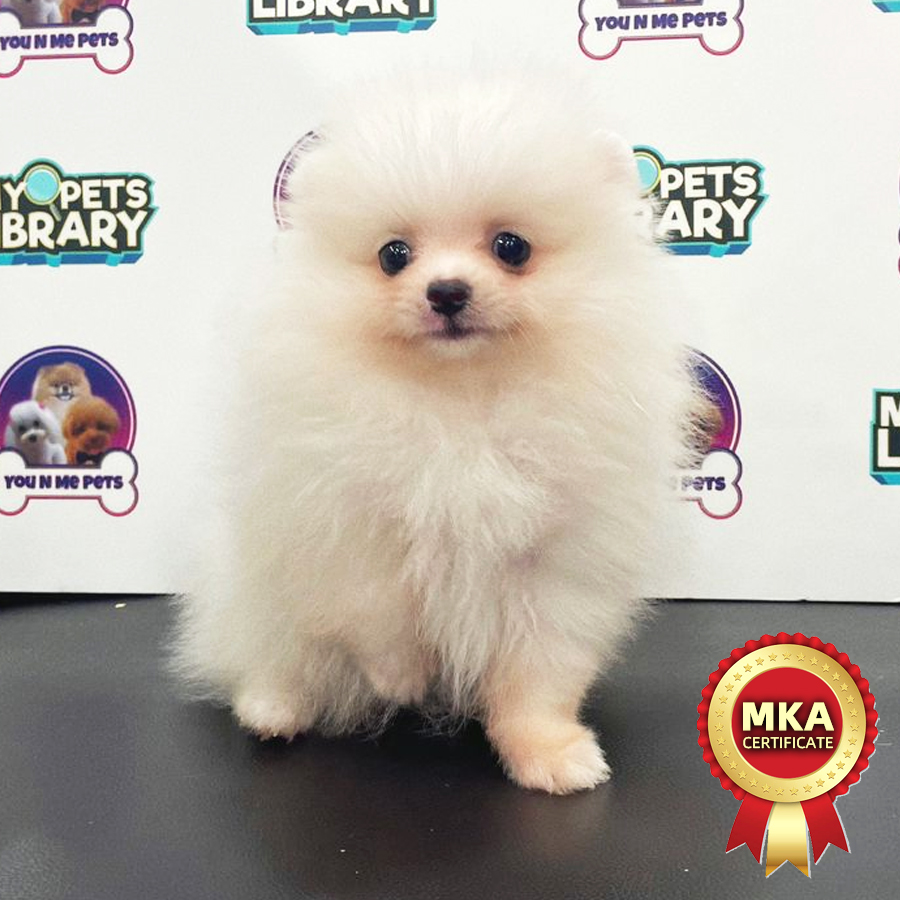 MKA Tiny Pomeranian Puppy (Female) For Sale