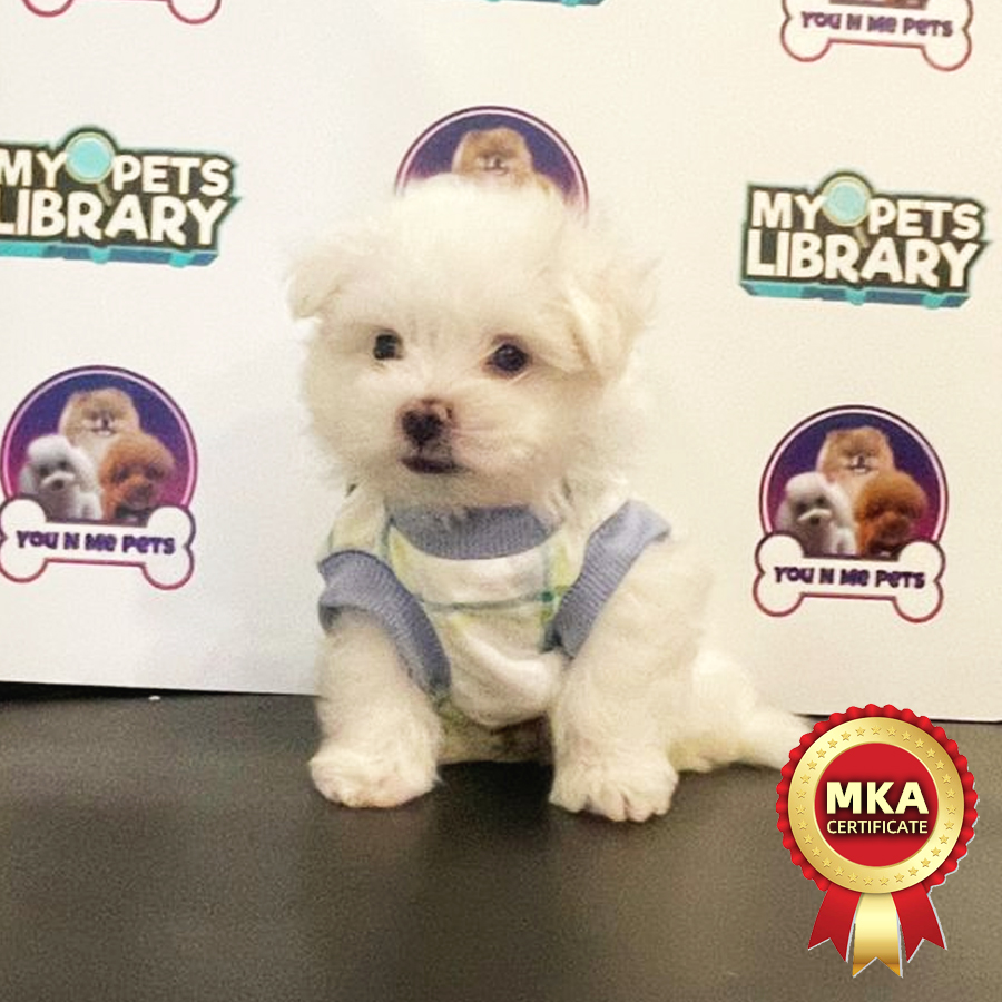 MKA Tiny Maltese Puppy (Male) For Sale