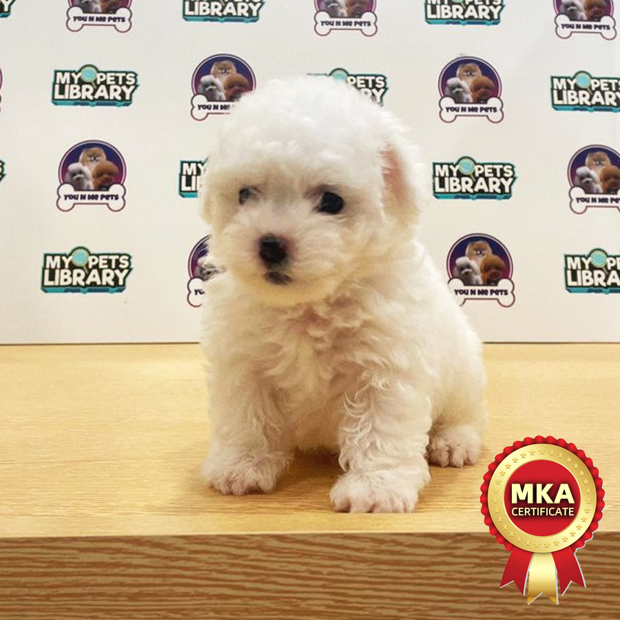 MKA Mini Bichon Frise Puppy (Male) For Sale