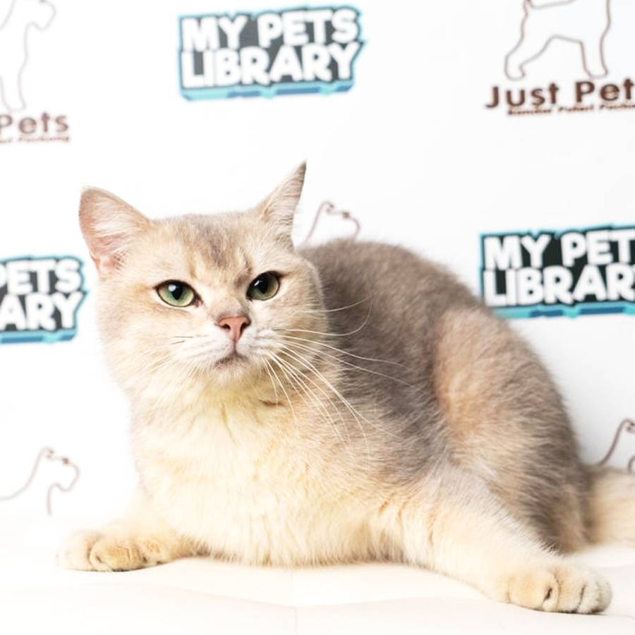 British Shorthair Kitten (Male) For Sale