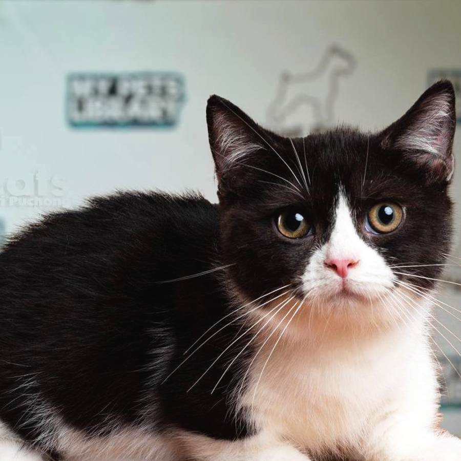 Munchkin Kitten (Male) For Sale
