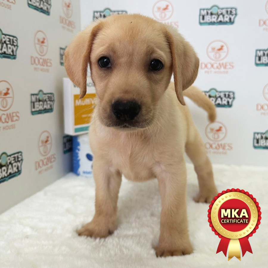 MKA Labrador Puppy (Female) For Sale