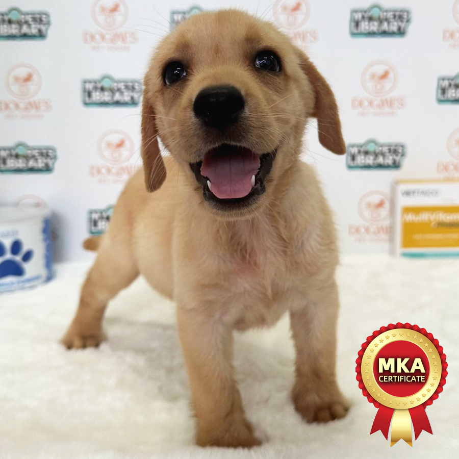 MKA Labrador Puppy (Female) For Sale