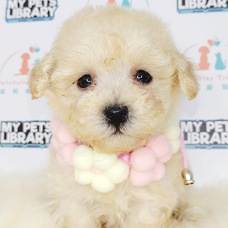 Tiny Poodle Puppy (Female) For Sale