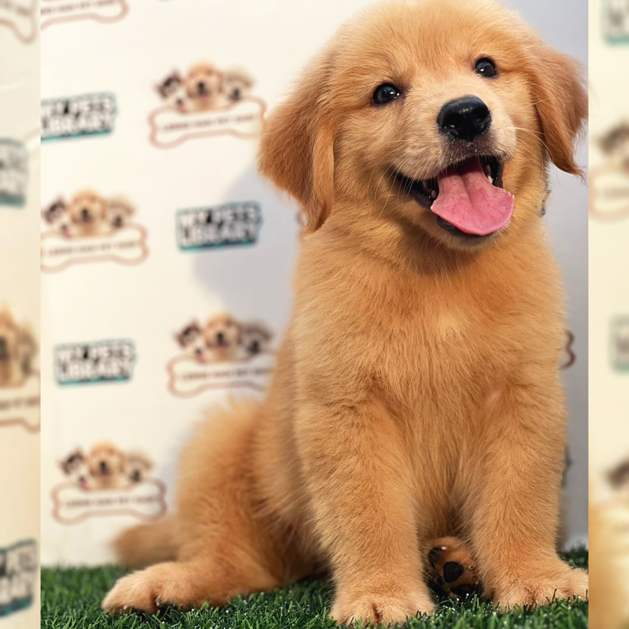 Golden Retriever Puppy (Male) For Sale