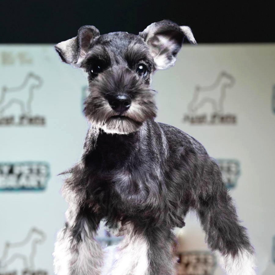 Schnauzer Puppy (Male) For Sale
