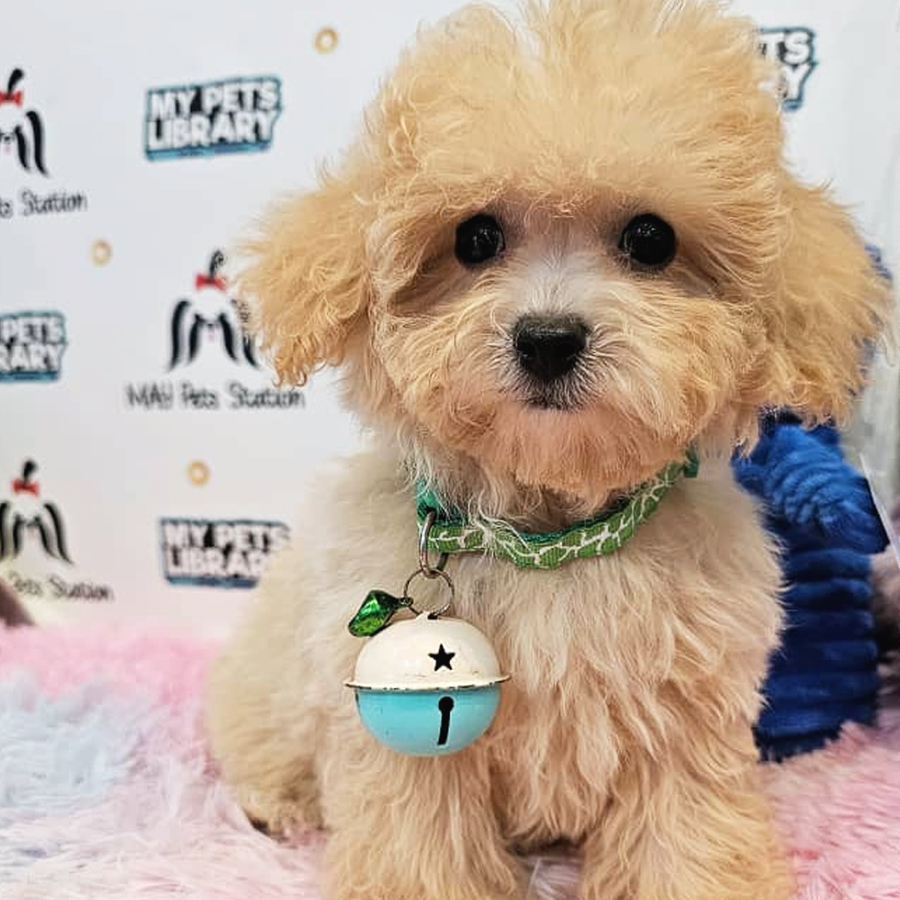 Maltipoo Puppy (Male) For Sale