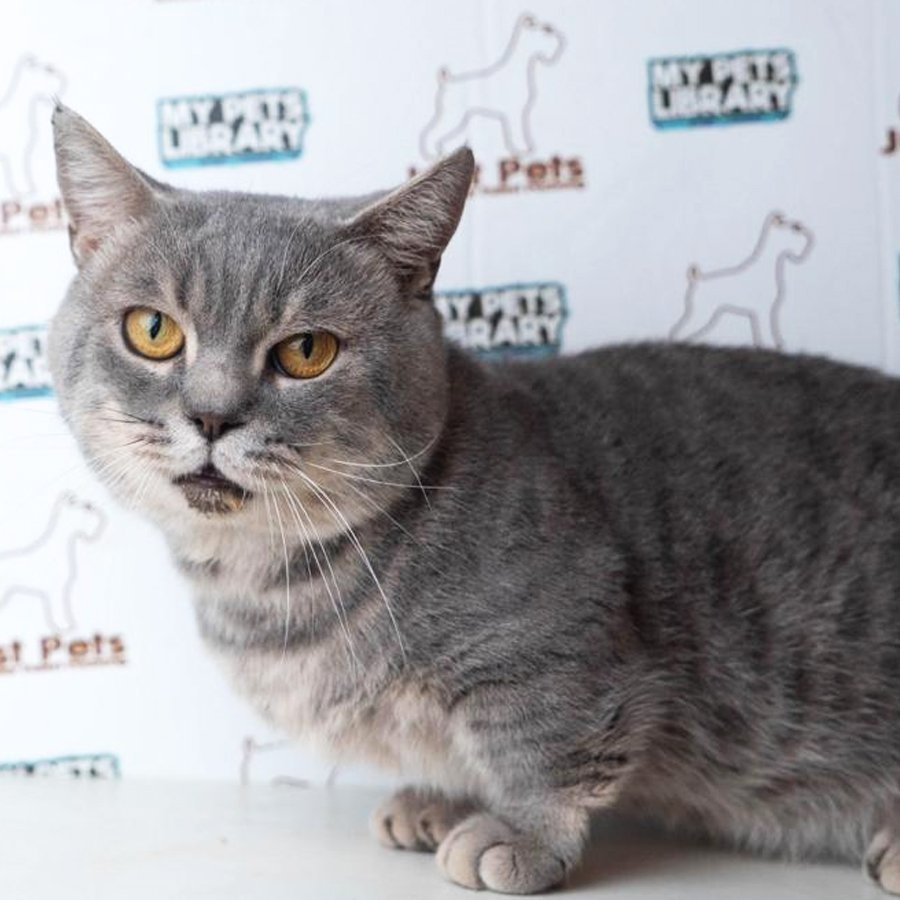 Munchkin British Shorthair Kitten (Male) For Sale