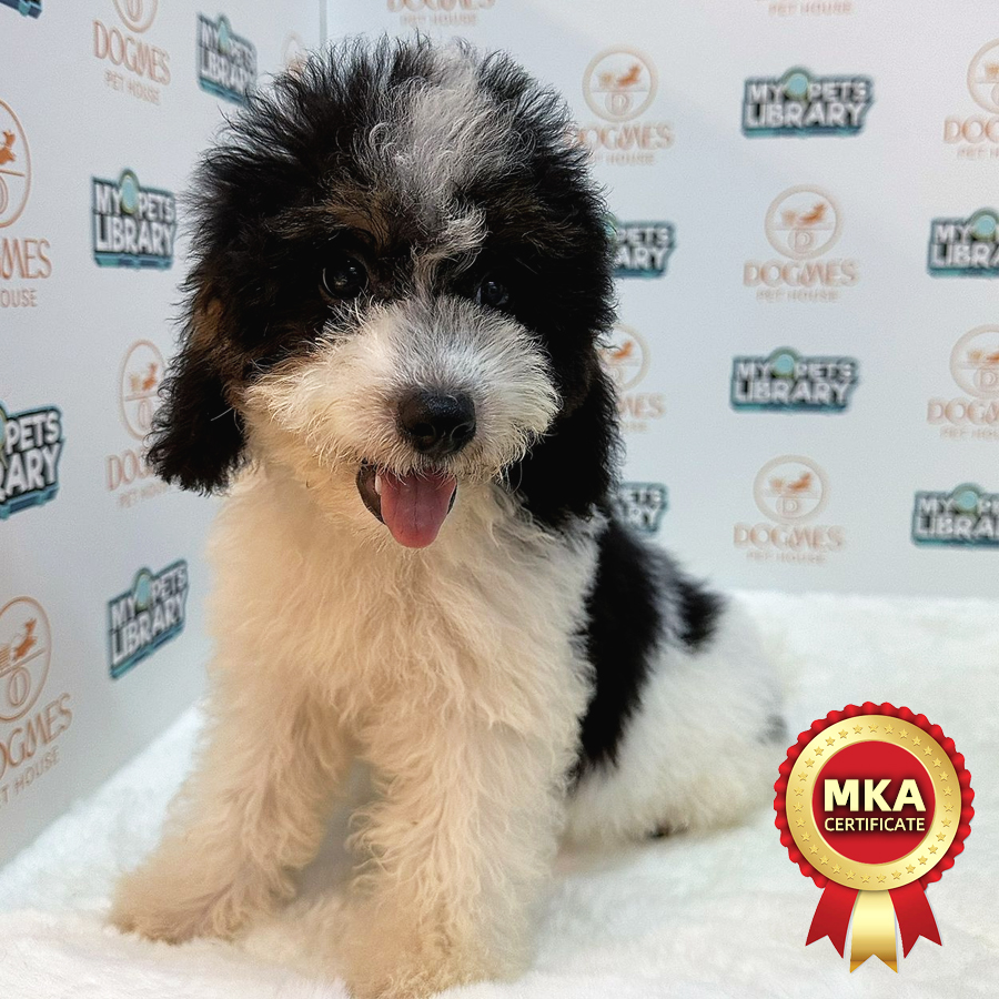 MKA Toy Poodle Puppy (Male) For Sale