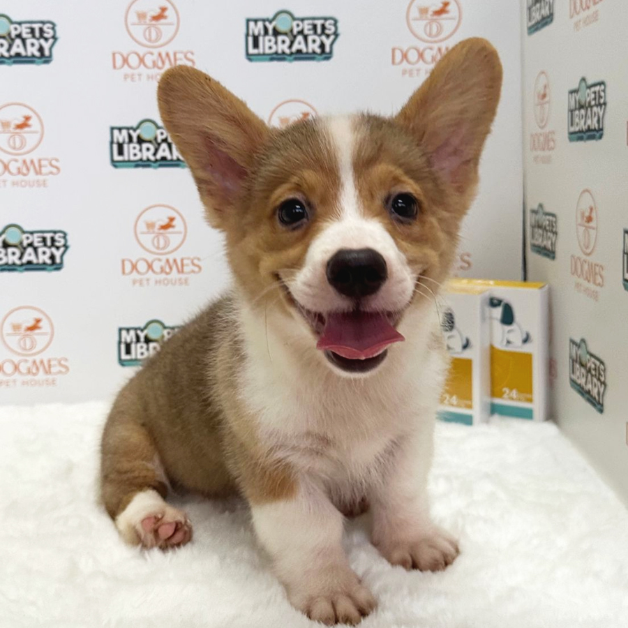 Welsh Corgi Puppy (Male) For Sale